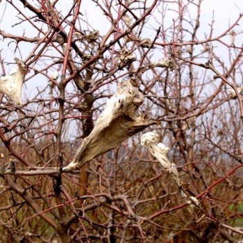 کردستان / سنندج